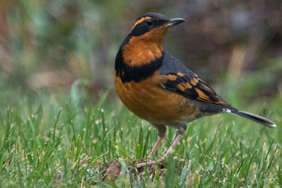 Varied thrush